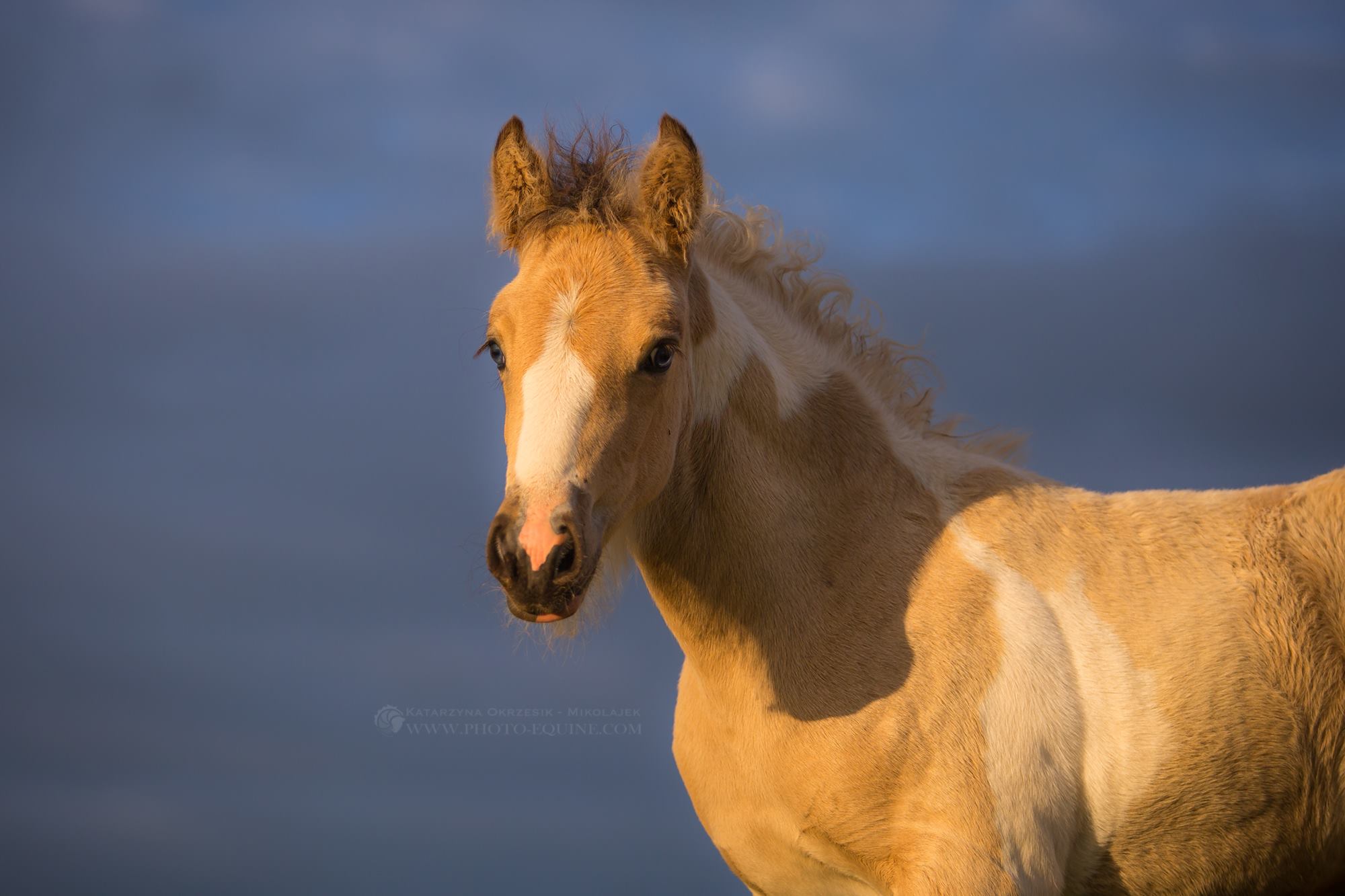 Gypsy Horses of Podolin Stud - Foal